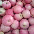Alta qualidade de fresco Red Qinguan Apple